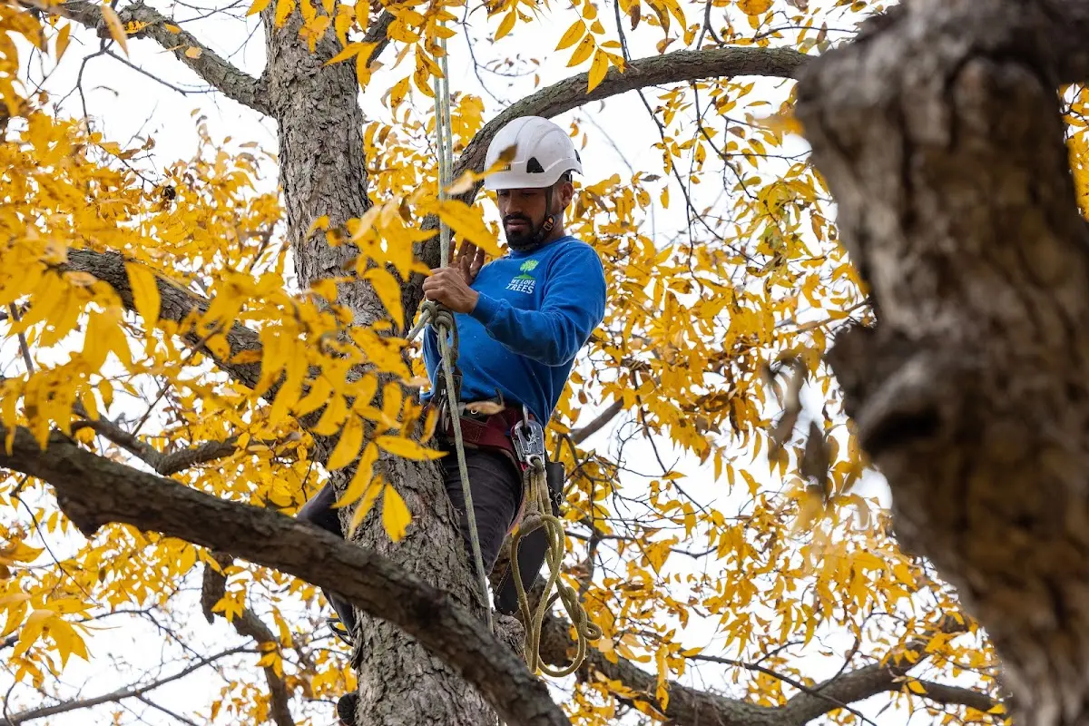 Skilled Tree Planting crew working in Wing